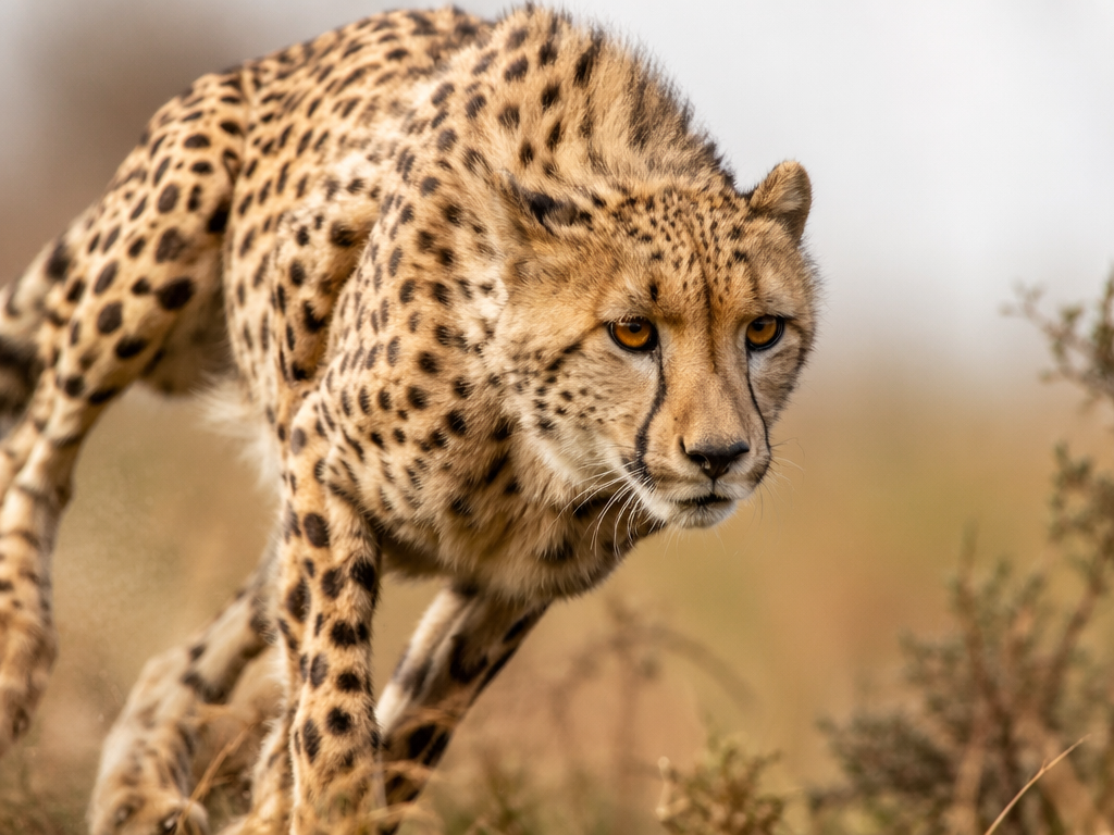 A close-up of a cheetah in mid-stride during a hunt, showcasing its focused expression and powerful muscles, with blurred foliage in the background, shallow depth of field, shot with a fast shutter speed