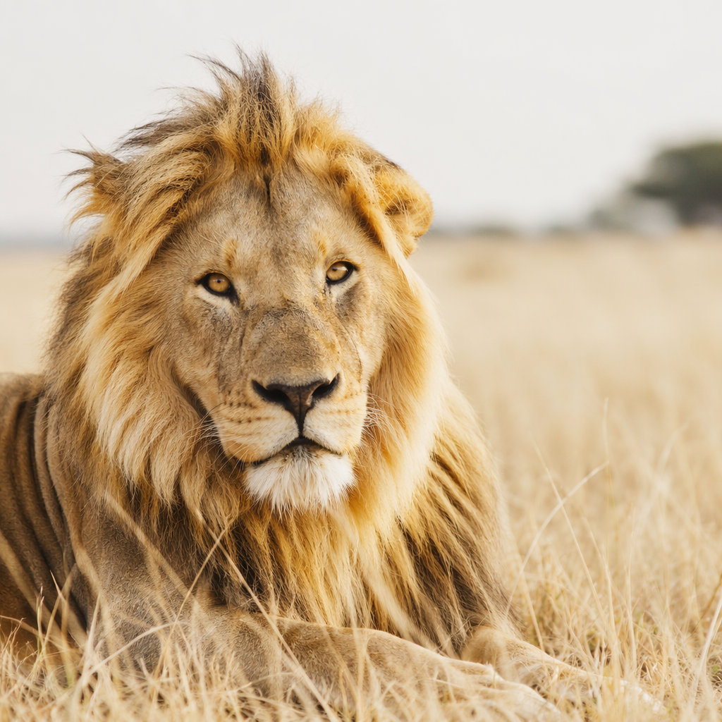 A close-up of a lion resting in the grass, with a soft focus background of the savannah, showcasing the lion's majestic mane and intense gaze, shot in natural light to enhance the golden tones
